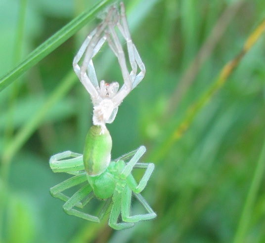 Muta di Micrommata sp. (virescens opp. ligurina  )   - Sostegno (BI)